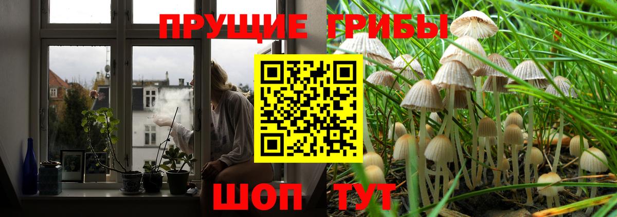 Псилоцибиновые грибы Psilocybe Минусинск